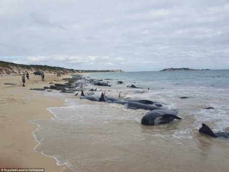 Аустралияда жаппай жағаға шығып қалған дельфиндер жұртты шошытты