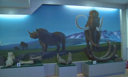 Петропавлдың тарихи-өлкетану музейіне мамонттың сүйегі тапсырылды