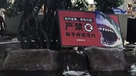 Қытайдың Гуйян қаласындағы сауда орталығында бүлдіршінді акула тістеп алды