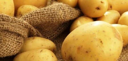 Белгісіз кәсіпкер 65 гектар жерге еккен картопты тегін таратып жатыр