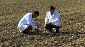Түркістан облысында зәйтүн майын өндіретін зауыт салынады 