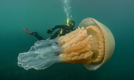 Ұлыбританияда адаммен бірдей медуза табылды