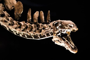 168 миллион жыл бұрын өмір сүрген стегозавр табылды