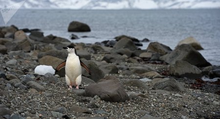 Антарктидада жылына 126 мың доллар жалақы төлейтін жұмыс орны ашылды