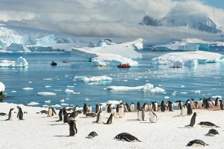 Антарктиданың тыныс-тіршілігі қандай? Бірге көз жүгіртейік