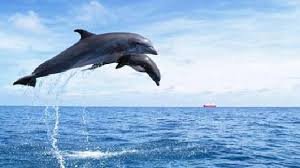 Азов теңізіндегі дельфиндер шоу ұйымдастырды
