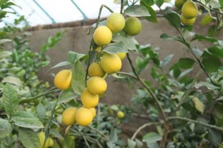 Түркістандық шаруа лимон өсіріп, миллионер болды