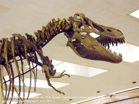 Өзбекстанда осыған дейін белгісіз болып келген динозаврдың қаңқасы табылды