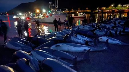 Фарер аралдарының тұрғындары дельфин өлтіруден рекорд жаңартты