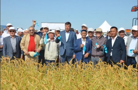 СЫР МАРЖАНЫ ПІСТІ, ҚАМБАҒА ЫРЫС ТҮСТІ