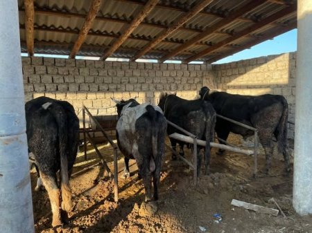 МАЛ ШАРУАШЫЛЫҒЫН ДАМЫТУ БОЙЫНША ЗЕРДЕЛЕУ ЖҰМЫСЫ ЖҮРГІЗІЛДІ