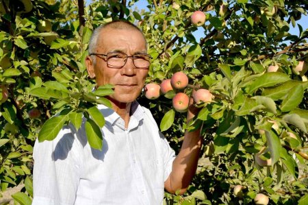 АЛМАЛЫ АТАНЫҢ АСЫНА – АЙНАЛДЫРАЙЫҚ АЛМАНЫ