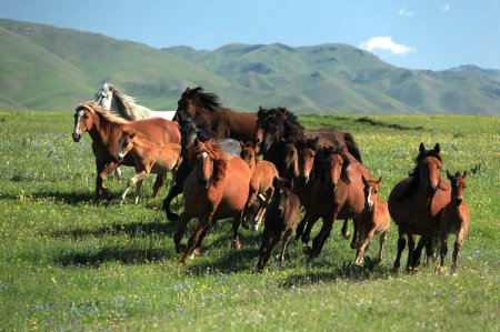 МАЛ ШАРУАШЫЛЫҒЫН ДАМЫТУ МАҢЫЗДЫ