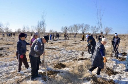 3000  түп ағаш –  туған жерге жасалған аманат