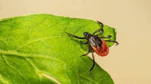 Сақ болыңыз – кене маусымы басталды