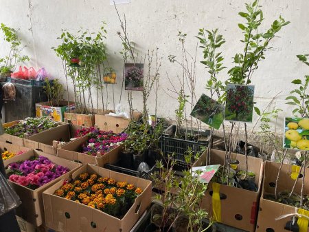 БАЗАРДАҒЫ ЖАСЫЛ БИЗНЕС