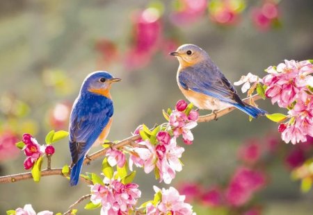 СӘУІР САМАЛЫ: ЖАҢАРУ МЕН ҮМІТ АЙЫ