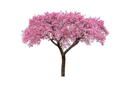 Қызғалдаққа құрмет:  неге біз өз гүл мерекемізді жасамаймыз?