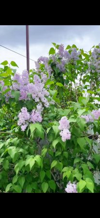 СИРЕНЬГЕ ҚОЛ СОЗСАҢ, ЗАҢ ТОСАДЫ