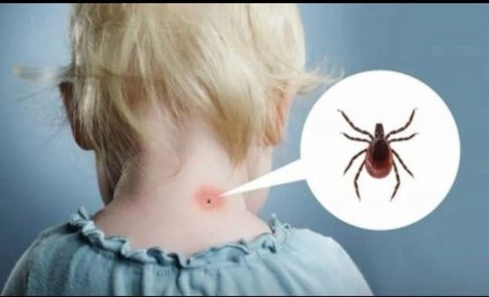 Кене шағу қауіпті